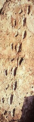 Fossilized footprints